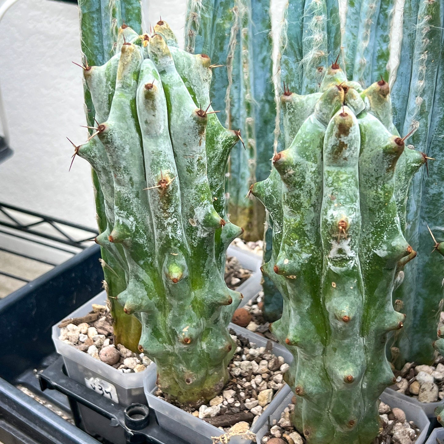 Stenocereus Beneckei (#M31) | White Cactus | Rare Imported Plants | Ghost Cactus