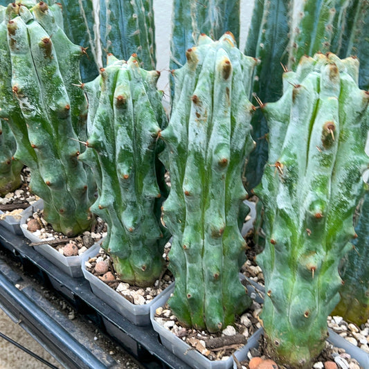 Stenocereus Beneckei (#M31) | White Cactus | Rare Imported Plants | Ghost Cactus