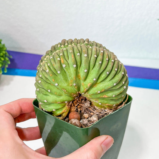 Echinopsis Eyriesii Crested (M1) | Rare Cactus | Very Rare Import