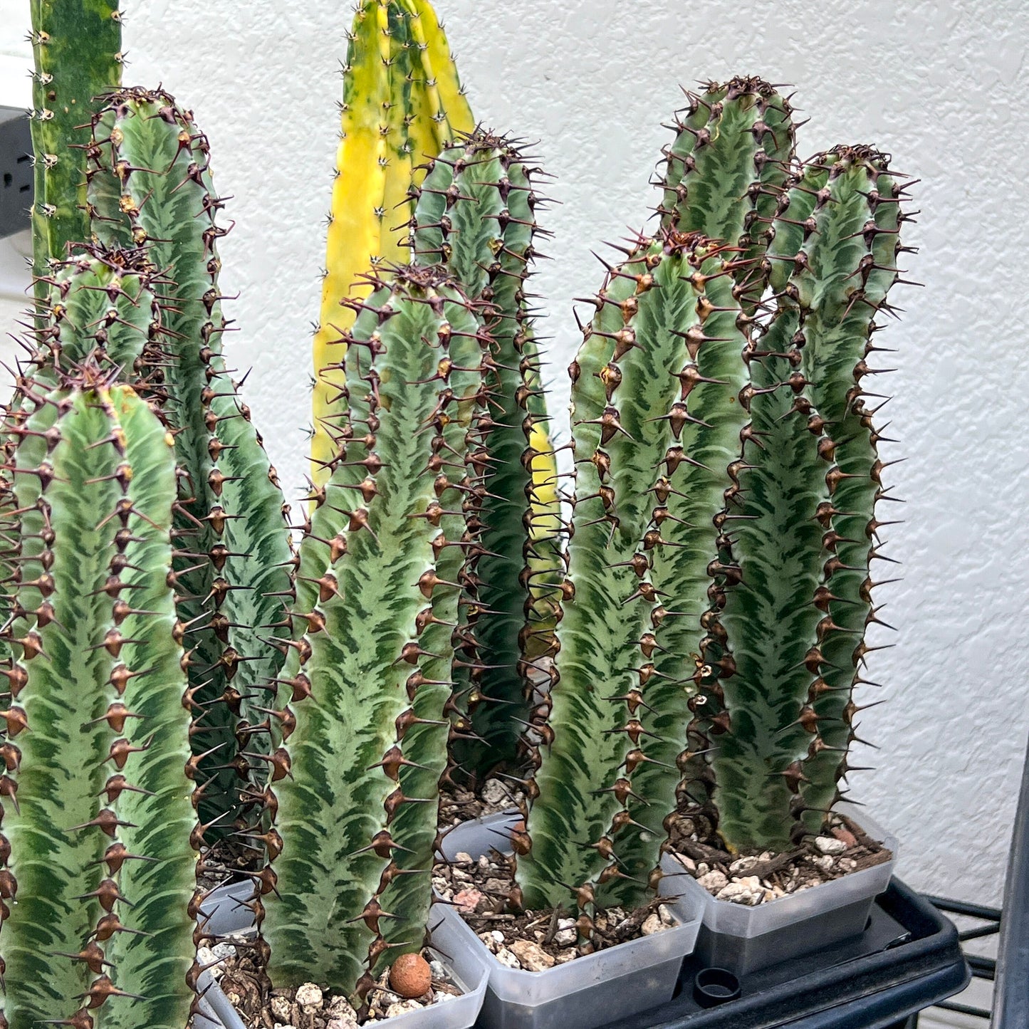 Confinalis Ssp. Rhodesia Cactus (#V4) | Mint Color cactus | Rare cactus