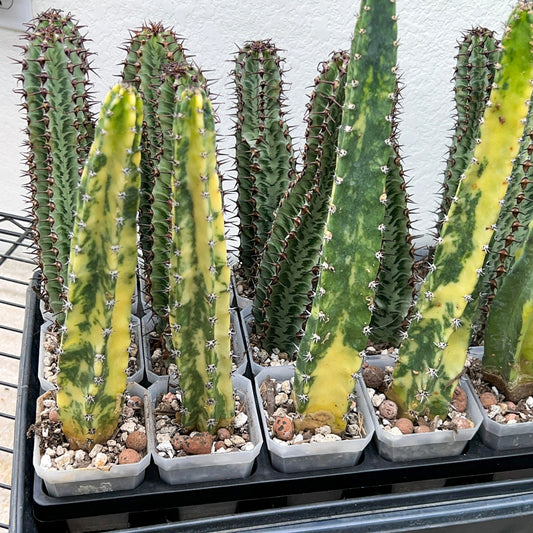 Harrisia Jusbertii Variegated | Rare Cactus | Very Rare Import