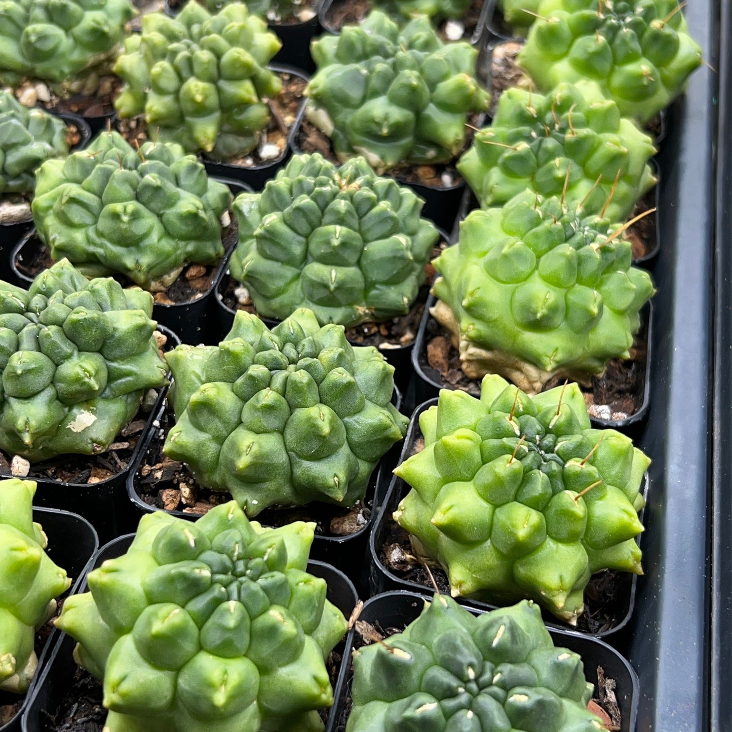 Gymnocalycium Montrose (T4) | Indoor Cactus | Beginners Plants | Grown From Seeds