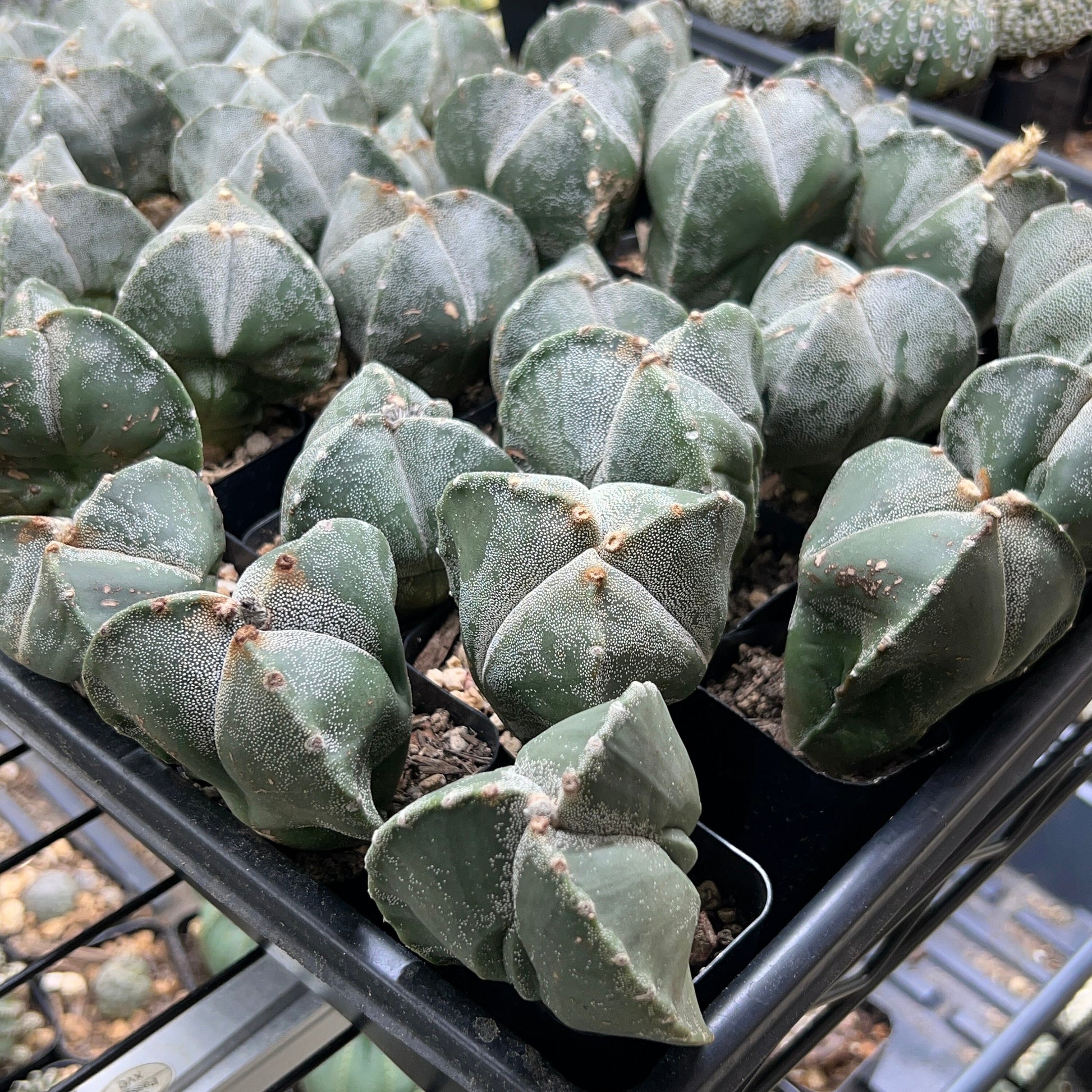 Myriostigma Tricostatum (V2) | Low Maintenance Plant | Desert Plants | Very Rare Import
