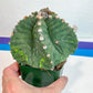 Large Astro Cactus Kabuto (#XL10) | Very Rare From Japan | Myriostigma Cactus | Echeveria