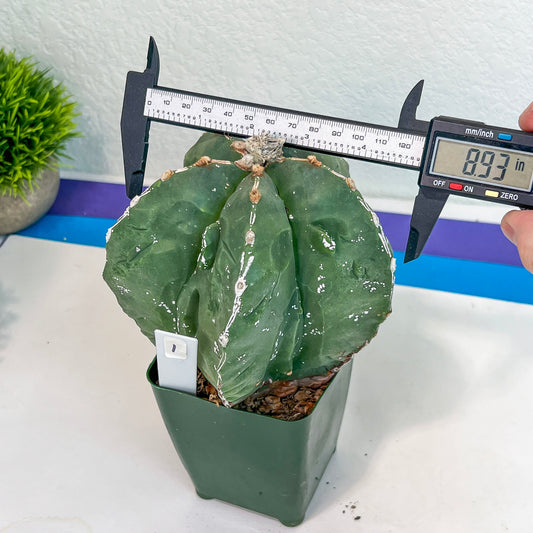 Large Astro Cactus Fukuryu Kabuto (#XL1) | Very Rare From Japan | Myriostigma Cactus | Echeveria