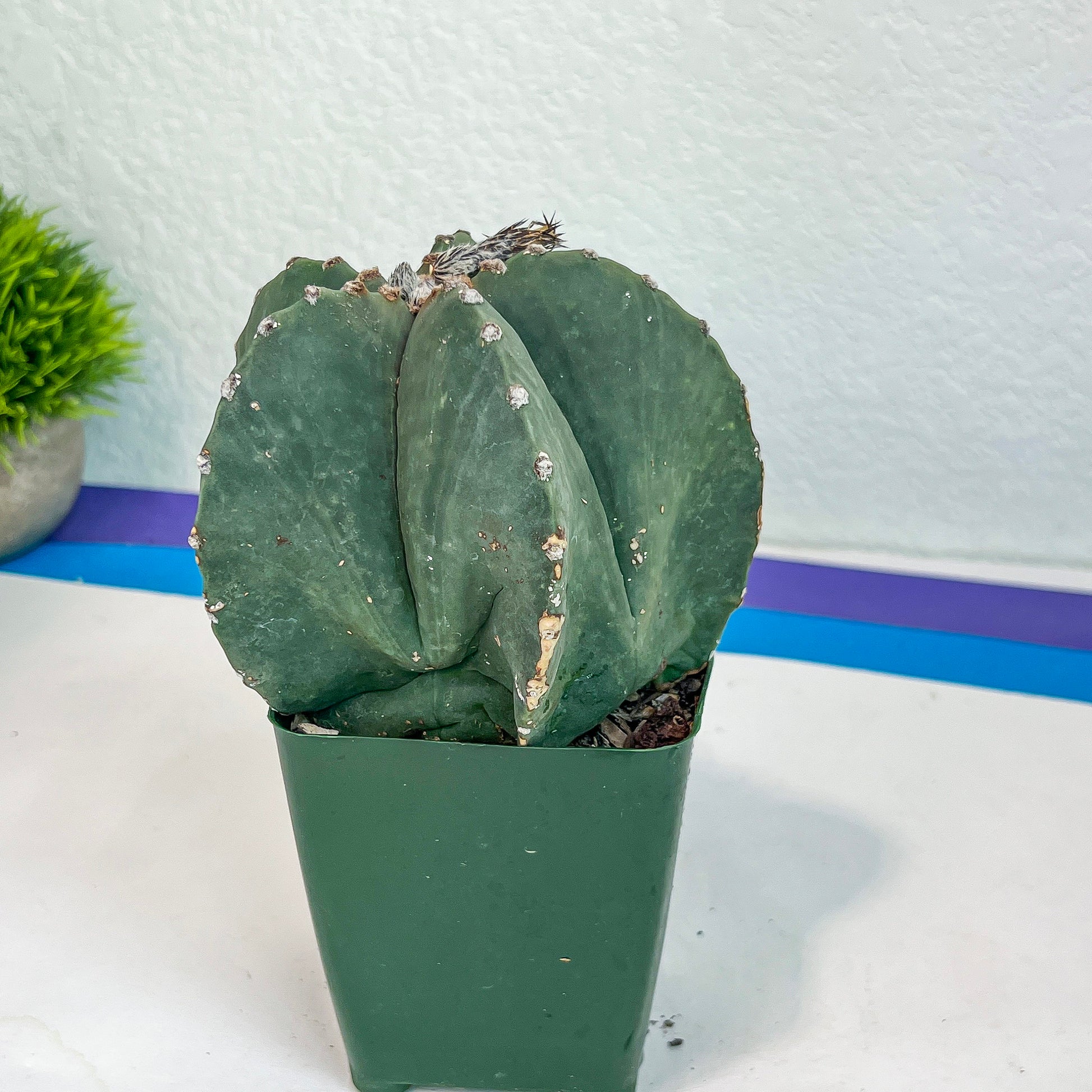 Large Astro Cactus Fukuryu Kabuto (#XL3) | Very Rare From Japan | Myriostigma Cactus | Echeveria