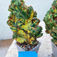 Giant Cereus Forbesii Monstrose Variegated (#V1~2) | 8Inch+ Tall | Variegated Cactus