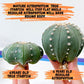 Cactus Astro StarShape Nudum (#S) | Very Rare From Japan | Echeveria | succulents