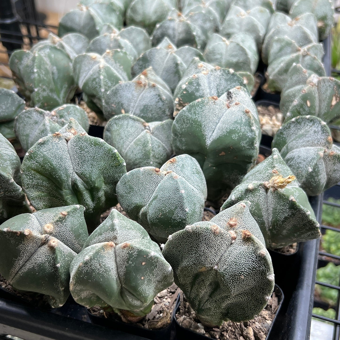 Myriostigma Tricostatum (V2) | Low Maintenance Plant | Desert Plants | Very Rare Import
