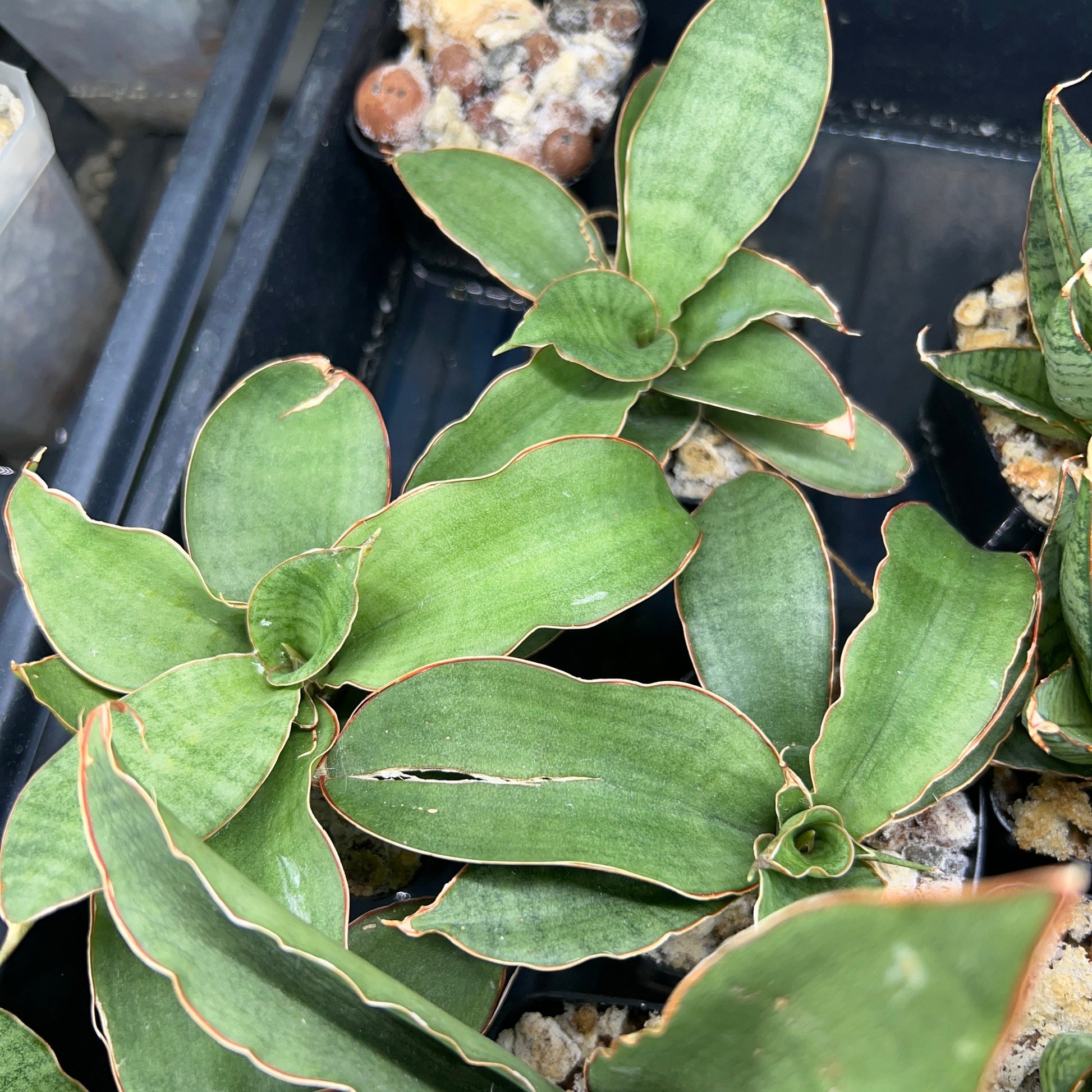 Sansevieria Rosalie (#H12) | Rare snake plant | Rare Imported