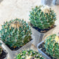 Echeveria Artich Cactus | Imported Cactus | Rare Succulent