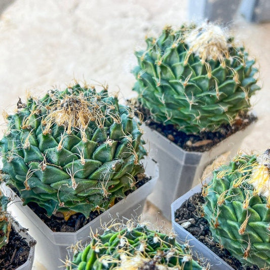 Echeveria Artich Cactus | Imported Cactus | Rare Succulent