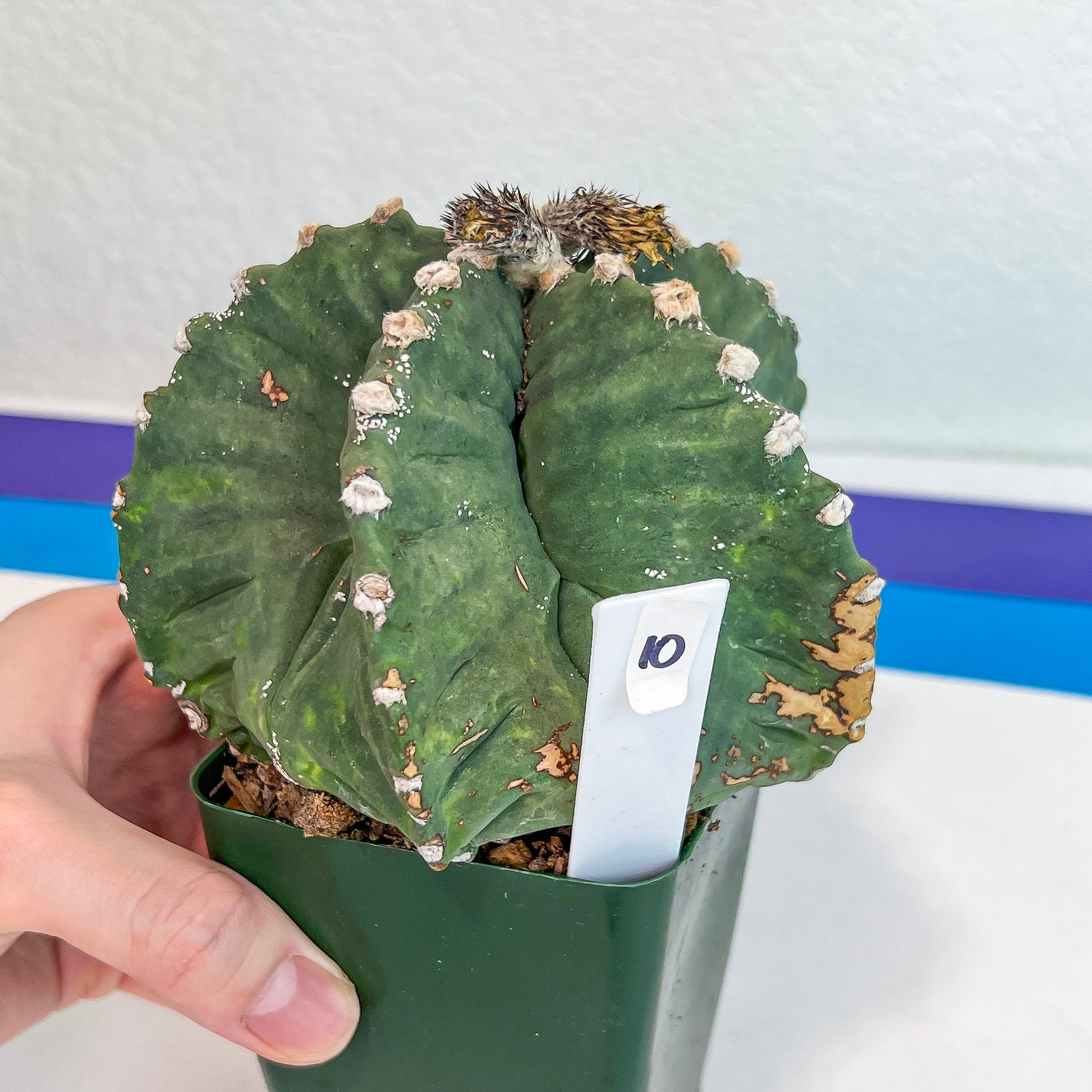 Large Astro Cactus Kabuto (#XL10) | Very Rare From Japan | Myriostigma Cactus | Echeveria