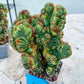 Giant Cereus Forbesii Monstrose Variegated (#V1~2) | 8Inch+ Tall | Variegated Cactus