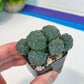 Puna bonnieae f. major inermis (#V2) | Cactus Indoors | Rare Cactus