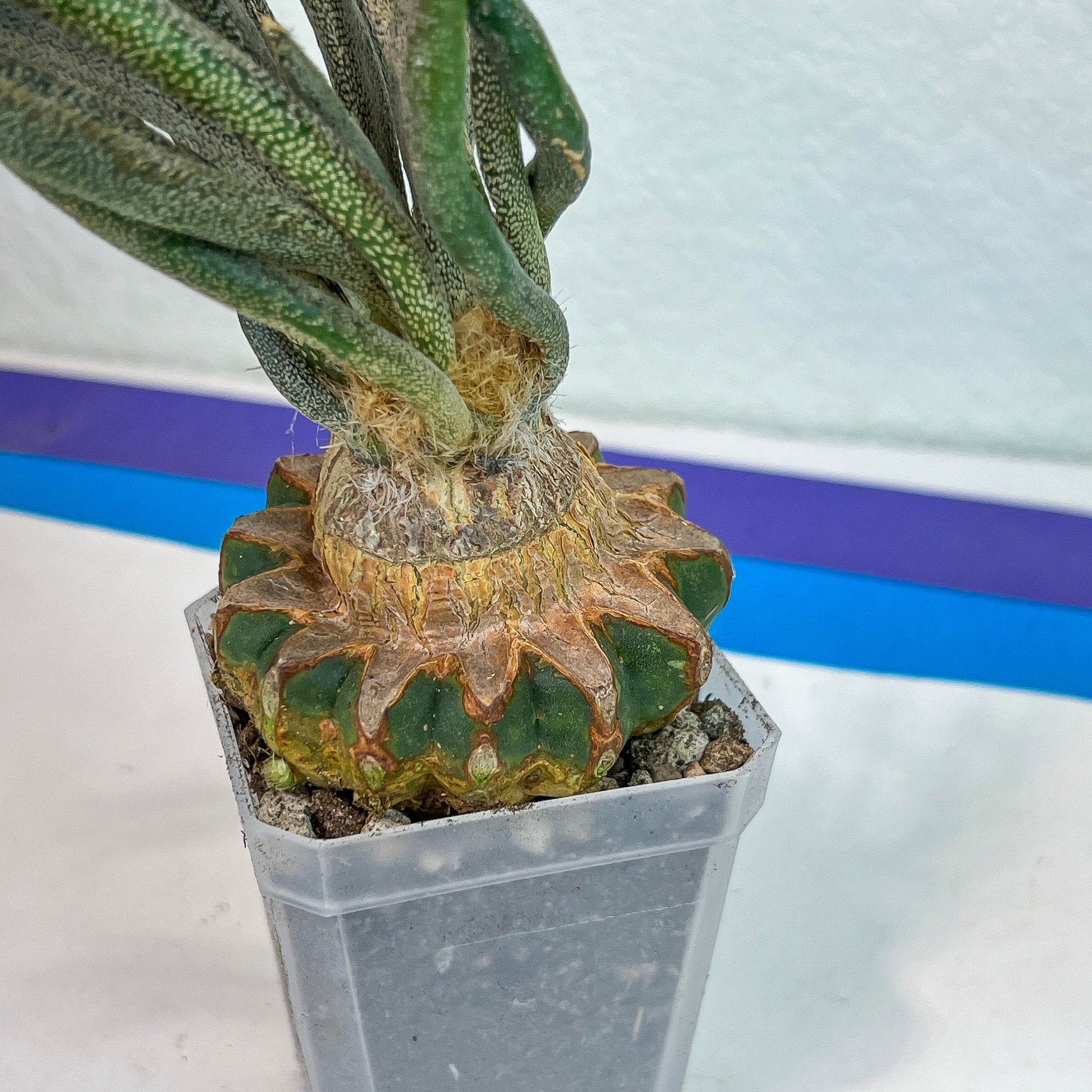 Caput Medusae Grafted (#M4) | Cactus Indoors | Live Rare Cactus