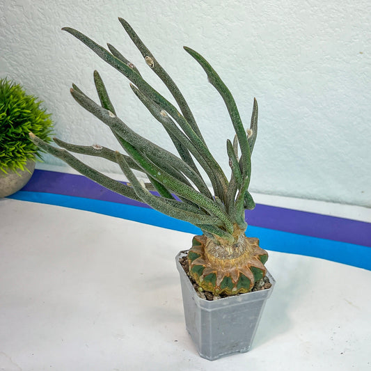 Caput Medusae Grafted (#M4) | Cactus Indoors | Live Rare Cactus