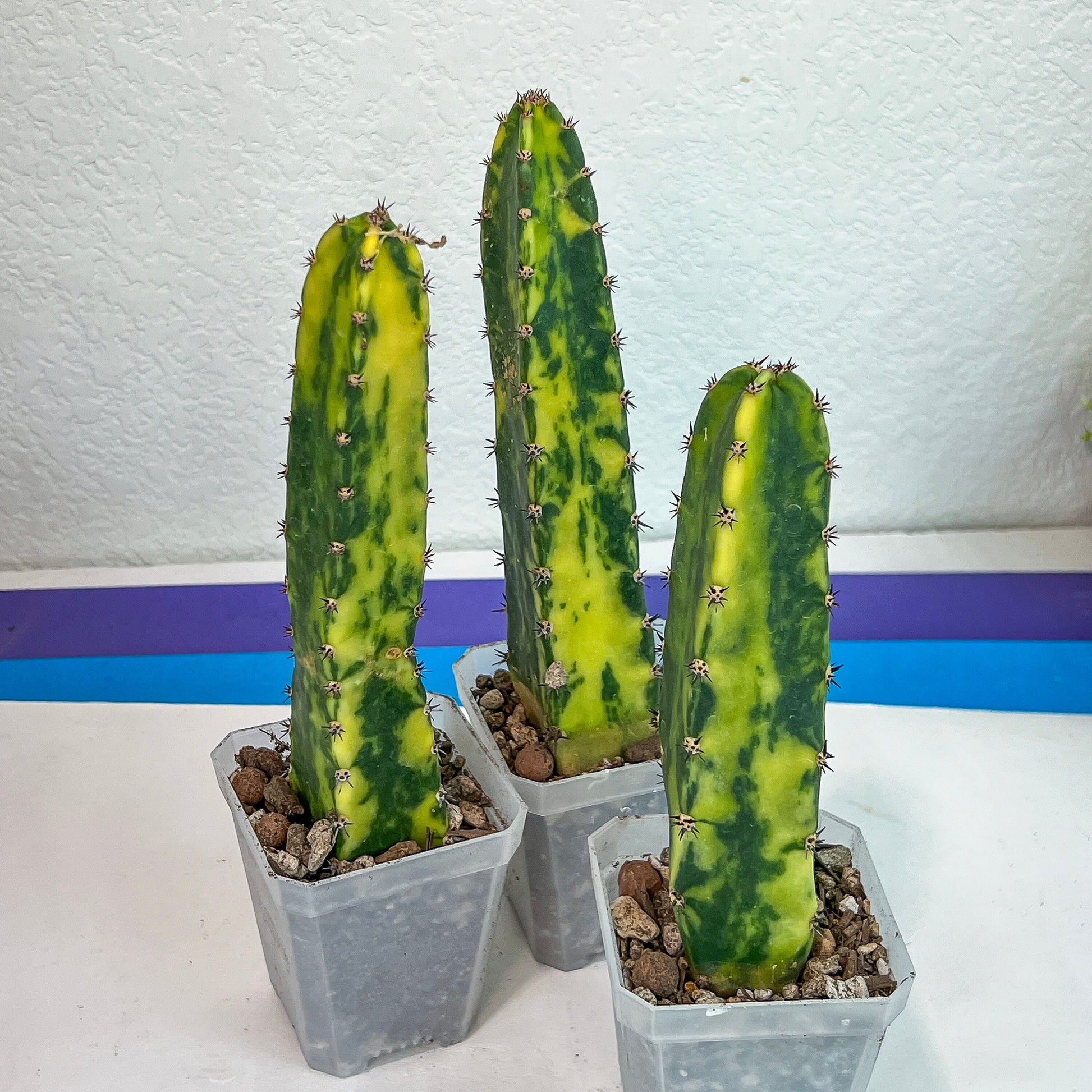 Harrisia Jusbertii Variegated | Rare Cactus | Very Rare Import