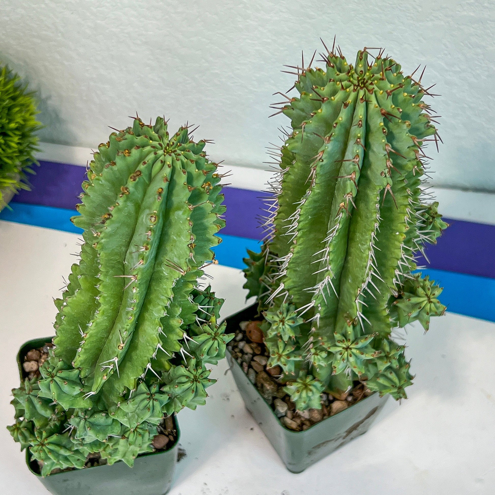 Horrida Cactus | (#M3) | Succulent Cactus | Beautiful Plant | 14Inch + Tall