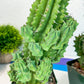 Horrida Cactus | (#M3) | Succulent Cactus | Beautiful Plant | 14Inch + Tall