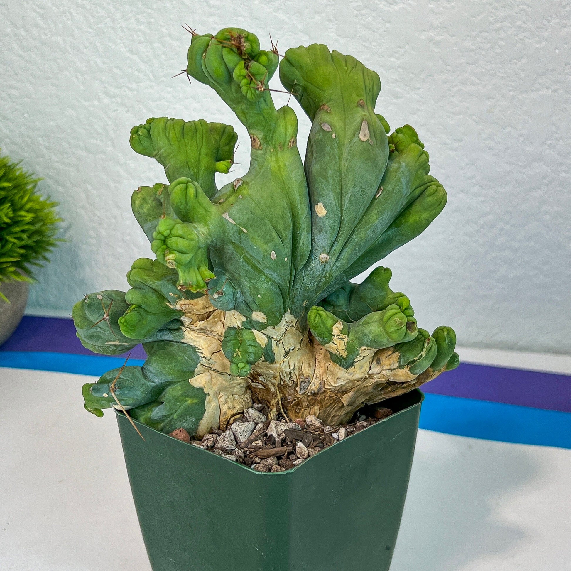 Trichoo Cereus Bridgesii Monstrose Crested | (#M2) | Indoor Cactus