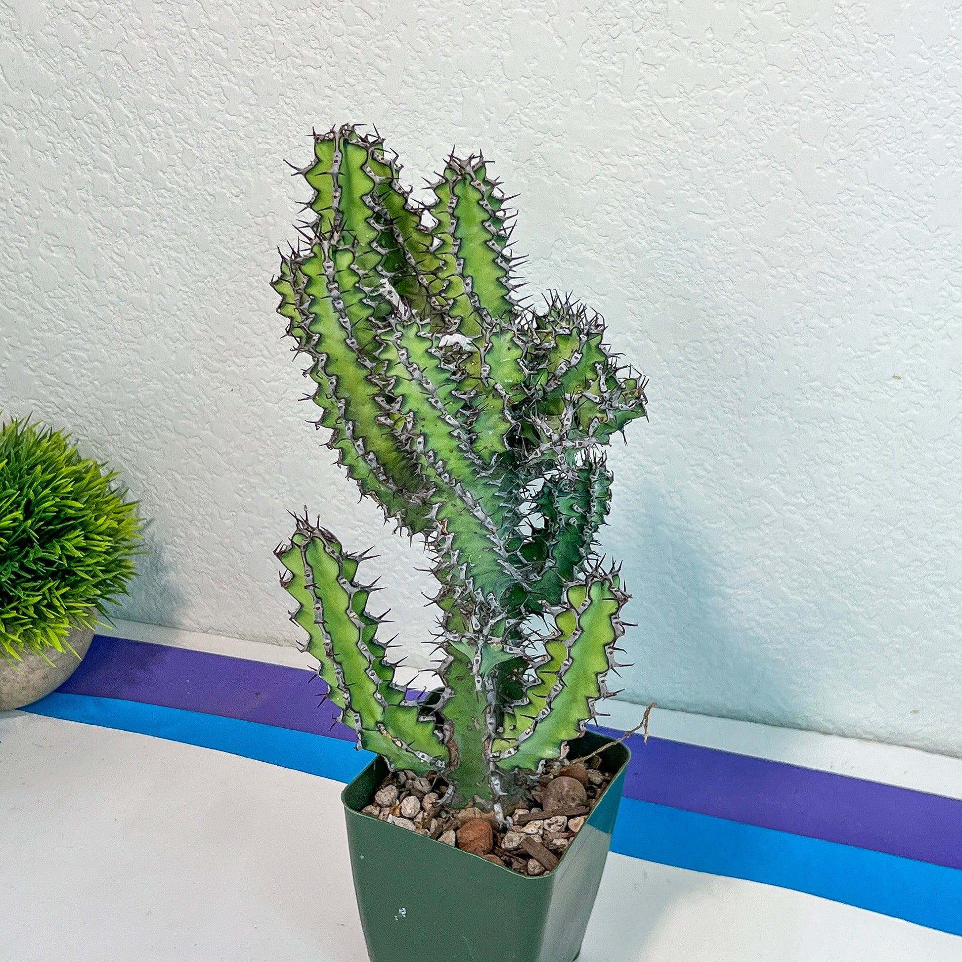 Cactus Petraea S.Carter (#M2) | Succulent Cactus | Beautiful Plant | Imported