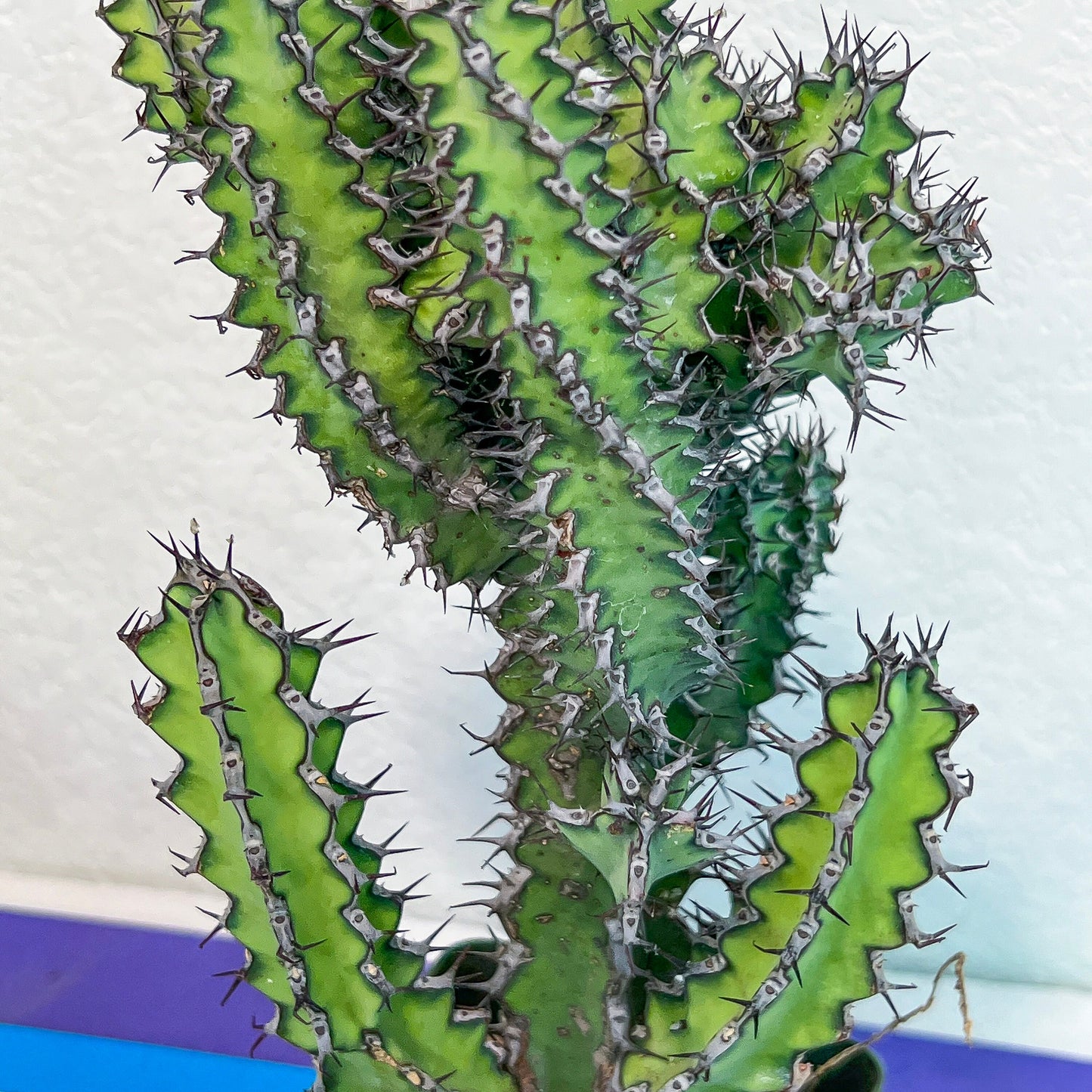 Cactus Petraea S.Carter (#M2) | Succulent Cactus | Beautiful Plant | Imported