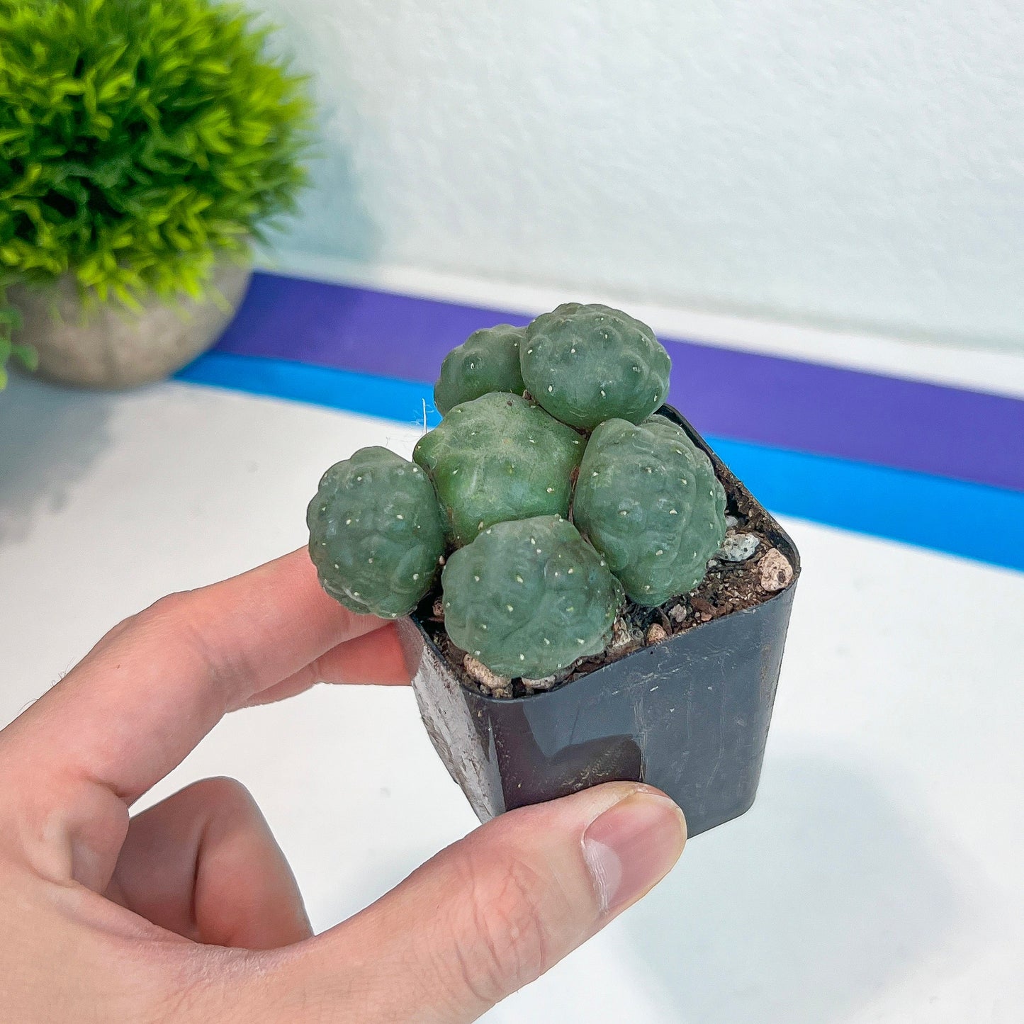 Puna bonnieae f. major inermis (#V2) | Cactus Indoors | Rare Cactus