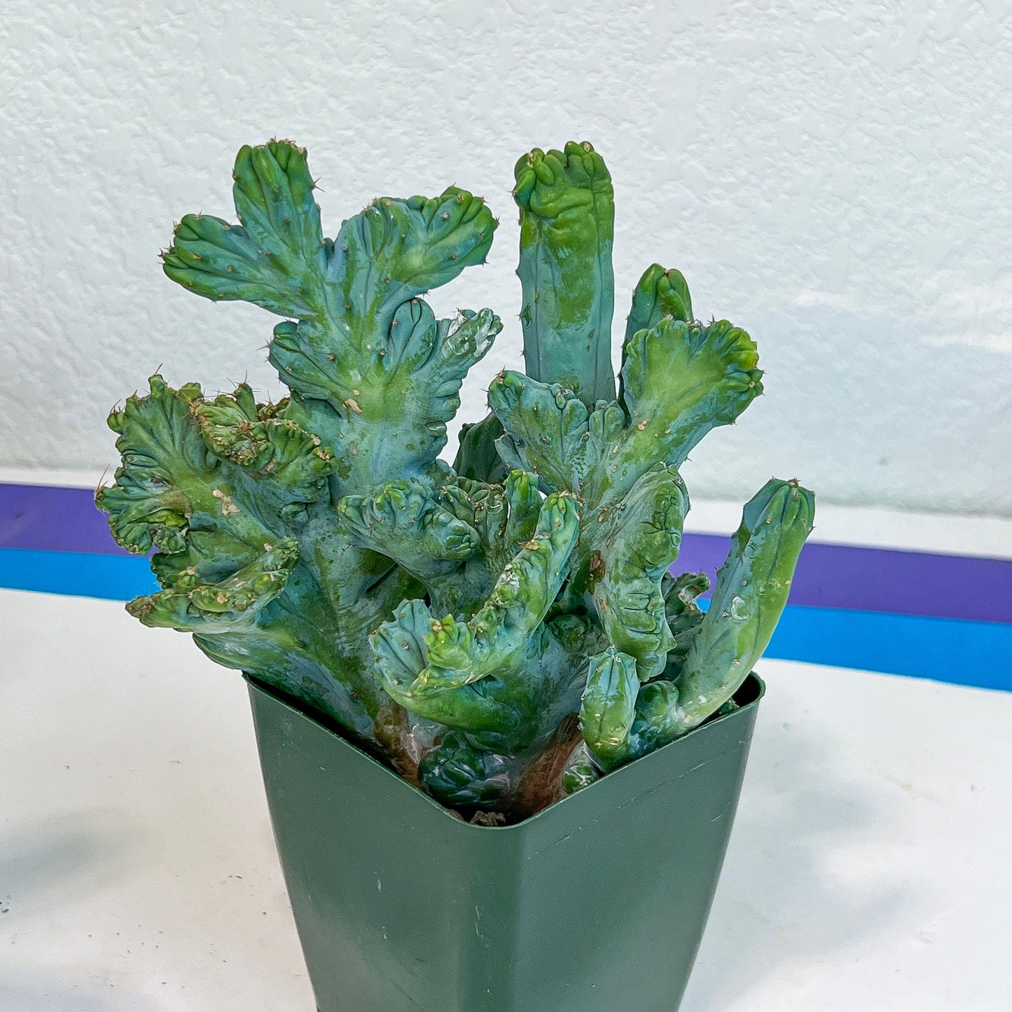 Myrtillocactus Geometrizans Crested var. Fred | Crested Blue Myrtle Cactus | Very Rare Import