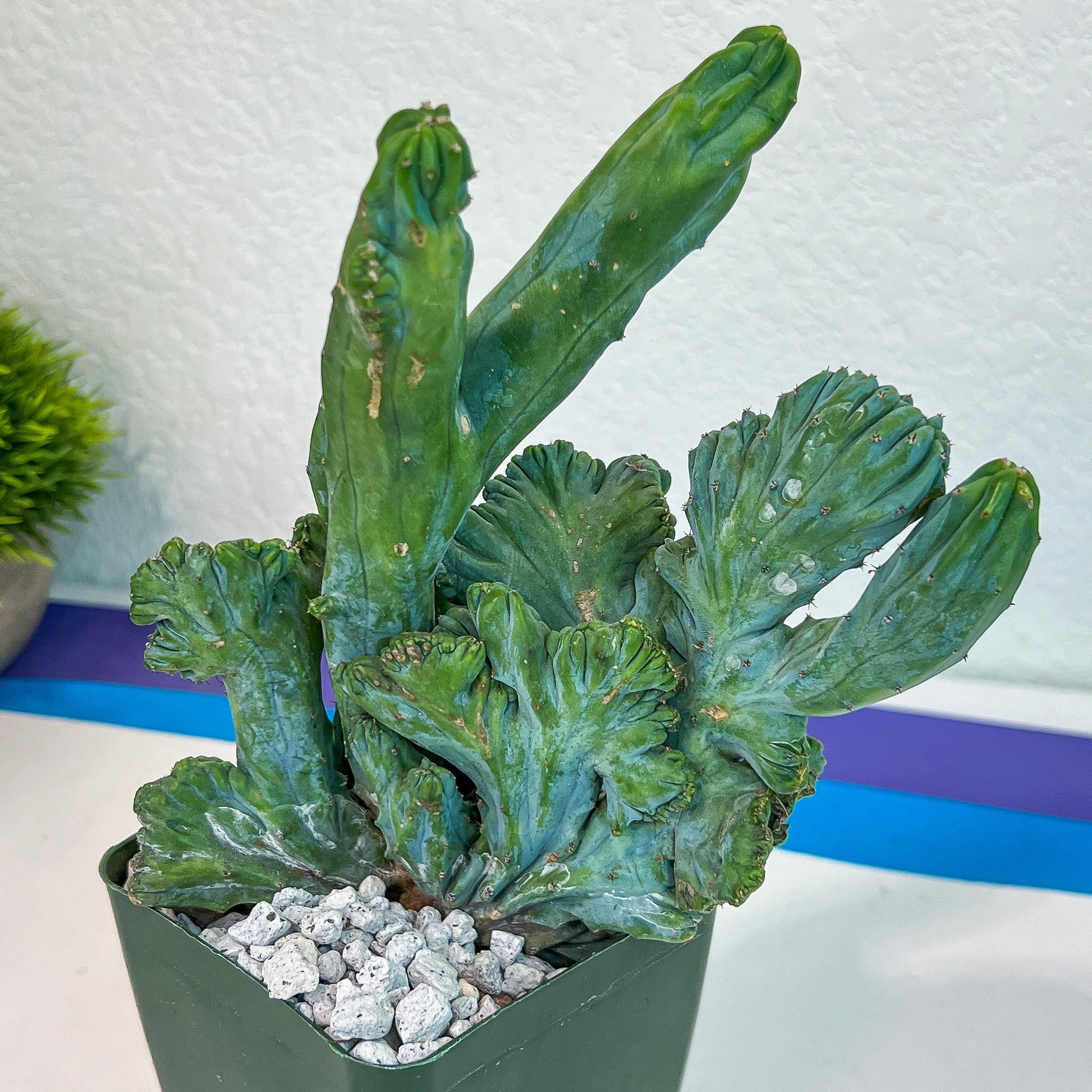 Myrtillocactus Geometrizans Crested var. Fred | Crested Blue Myrtle Cactus | Very Rare Import