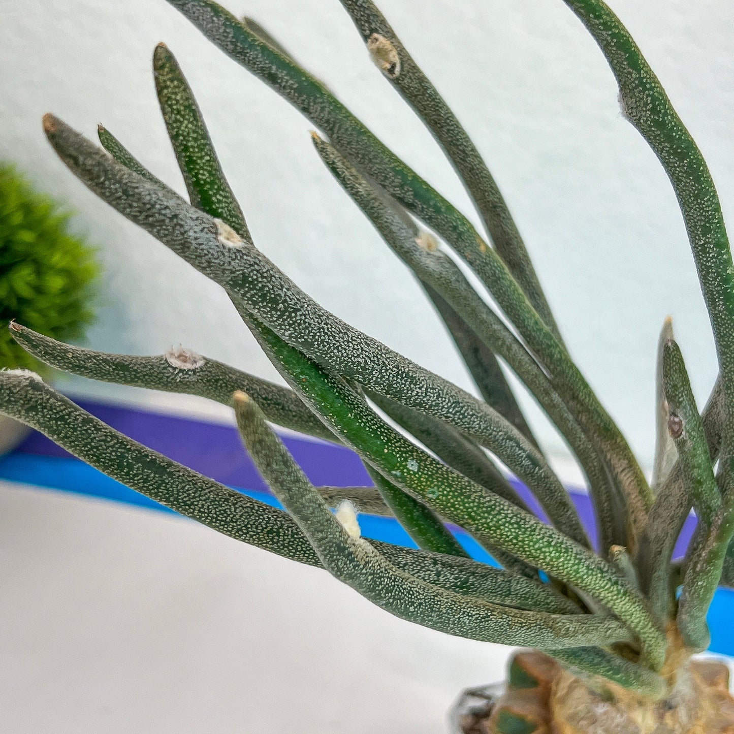 Caput Medusae Grafted (#M4) | Cactus Indoors | Live Rare Cactus