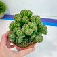 Cereus Peruvianus Ming Thing | Easy Care Cactus | 2.8Inch Planter