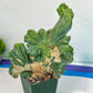 Trichoo Cereus Bridgesii Monstrose Crested | (#M2) | Indoor Cactus