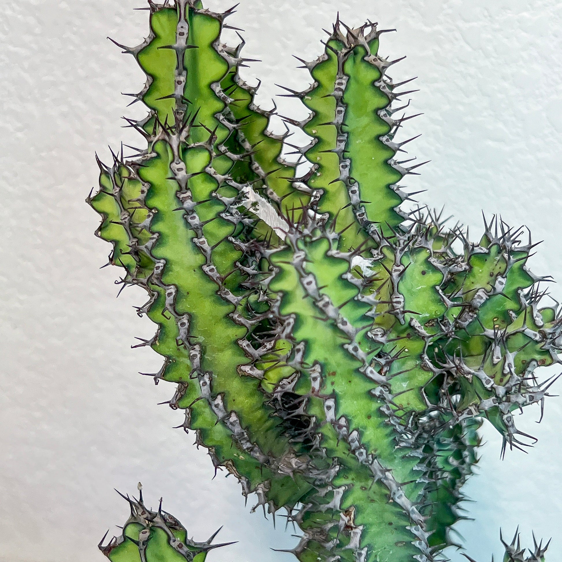 Cactus Petraea S.Carter (#M2) | Succulent Cactus | Beautiful Plant | Imported