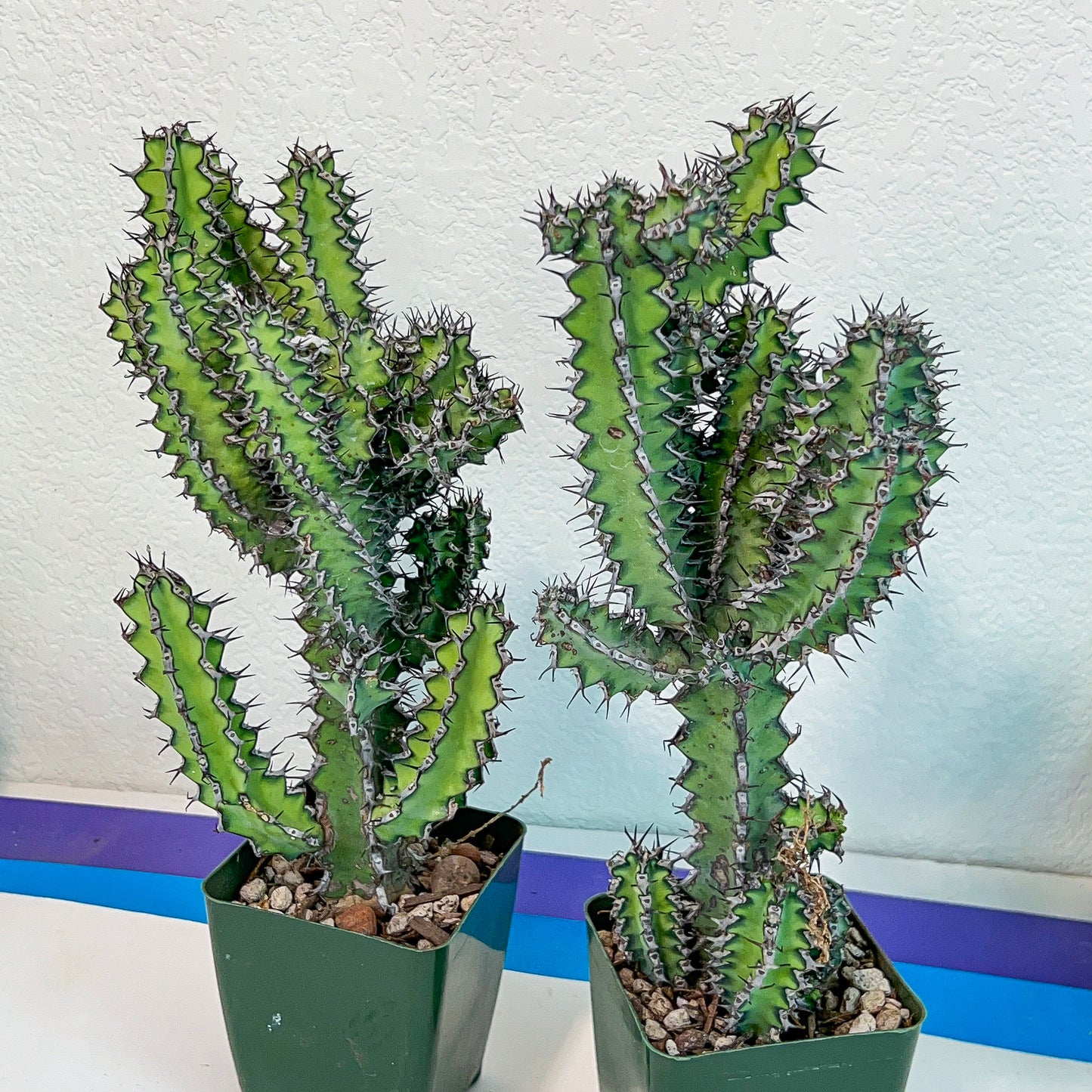 Cactus Petraea S.Carter (#M2) | Succulent Cactus | Beautiful Plant | Imported