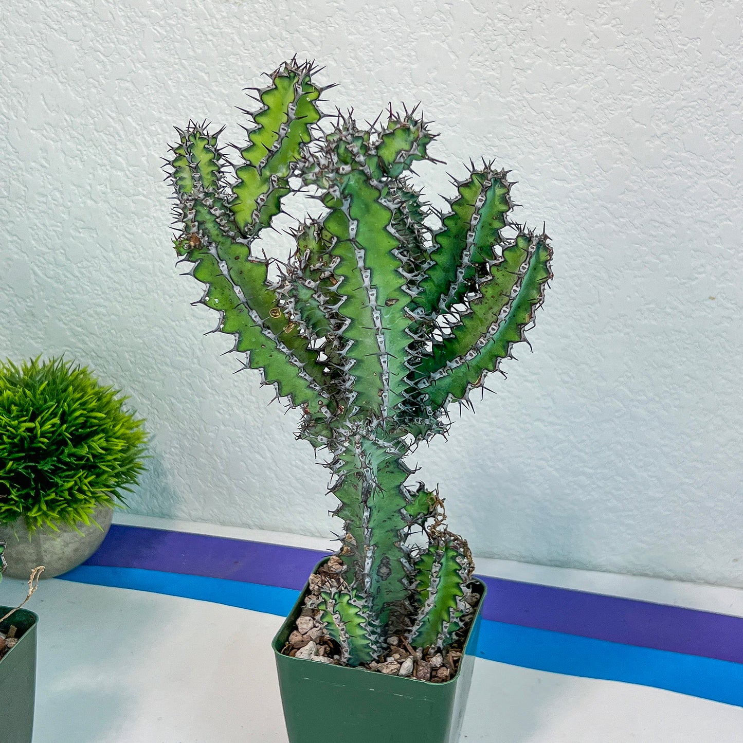 Cactus Petraea S.Carter (#M2) | Succulent Cactus | Beautiful Plant | Imported