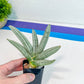 Sansevieria Silver (#M44) | Indoor Plants | Snake Plant