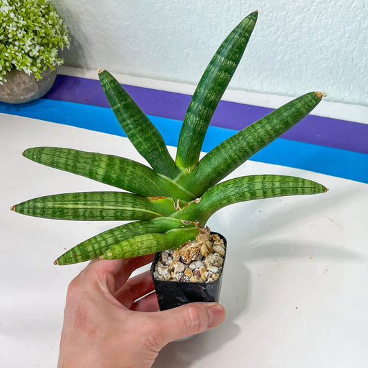 Sansevieria Cylindrica Green Boncel Starfish (#H20) | Imported Plants