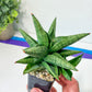 Sansevieria Penguin (#AC5) | Imported Hybrids | 2" Pots