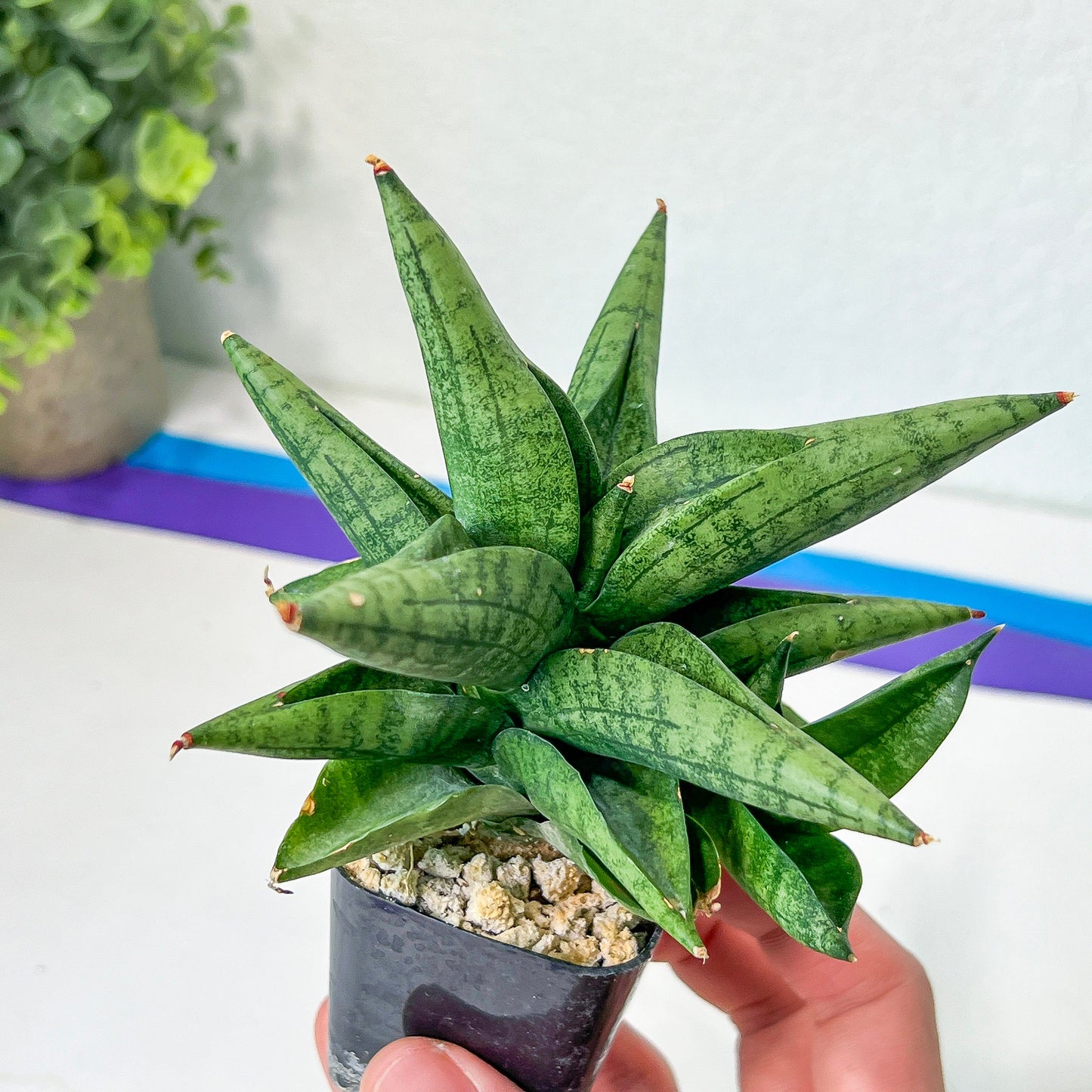 Sansevieria Penguin (#AC5) | Rare Imported House Plants | Rare Snake Plant