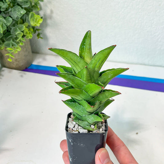 Sansevieria Hybrida Pagota C (#AC10) | Rare Imported House Plants | Indoor Snake plant