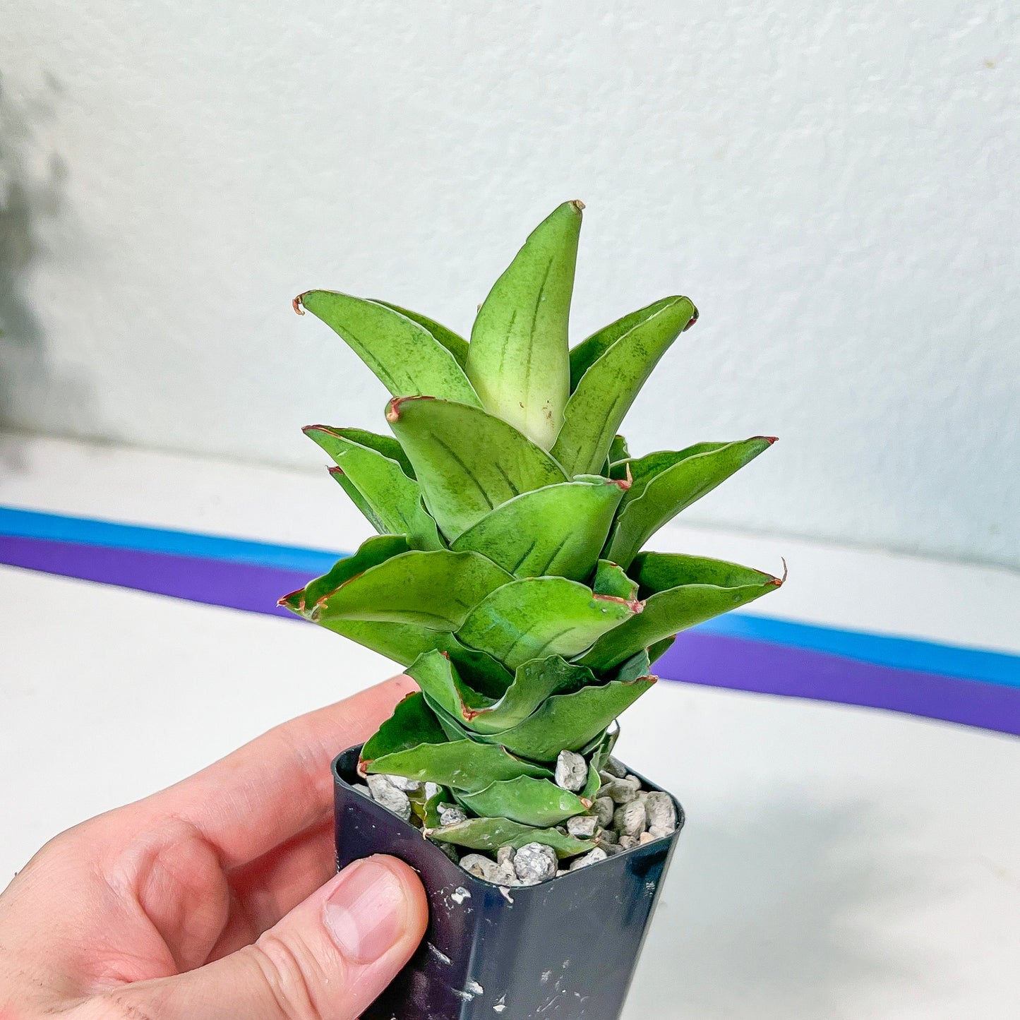 Sansevieria Hybrida Pagota C (#AC10) | Rare Imported House Plants | Indoor Snake plant