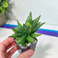 Sansevieria Ming Manee (#AC17) | Imported Snake Plant | 2" Pot