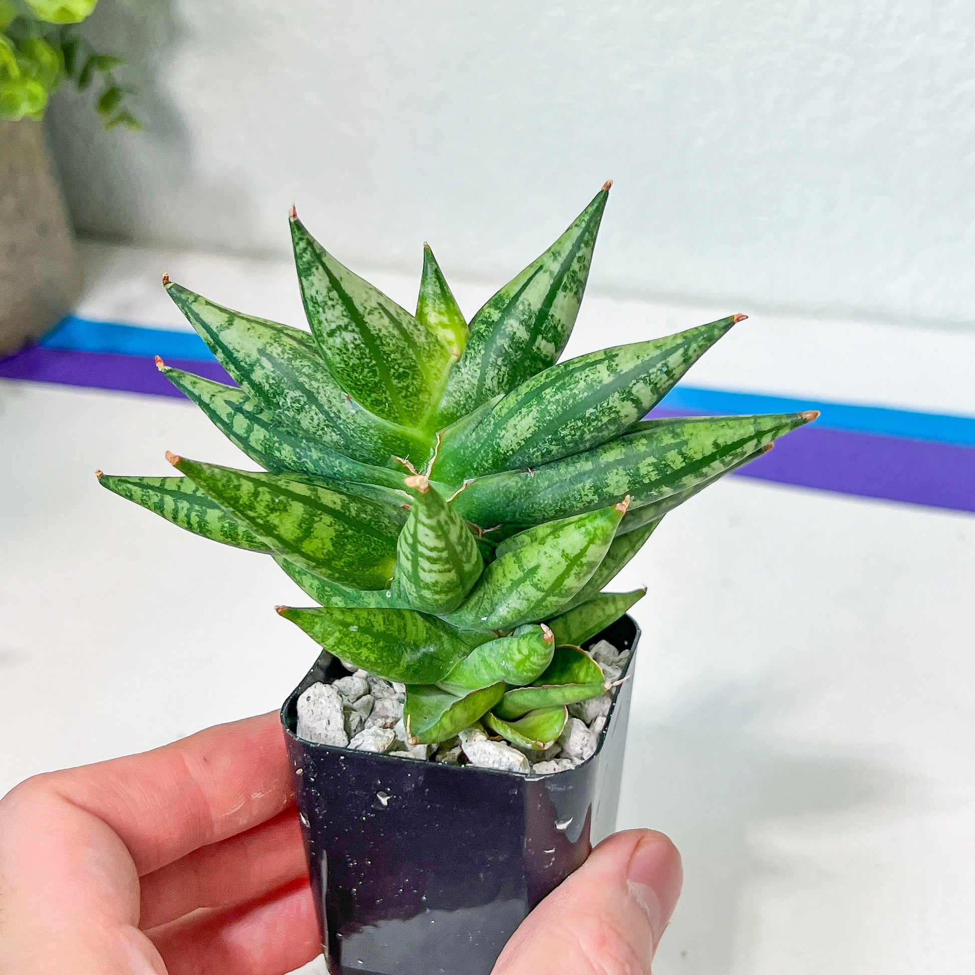 Sansevieria Ming Manee (#AC17) | Imported Snake Plant | 2" Pot