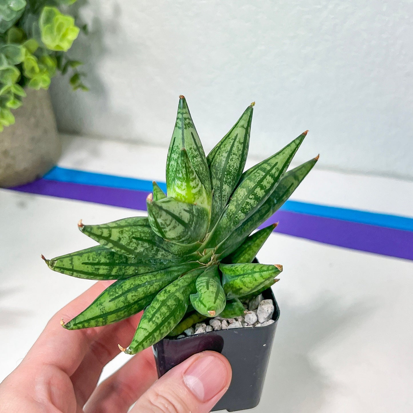 Sansevieria Ming Manee (#AC17) | Imported Snake Plant | 2" Pot