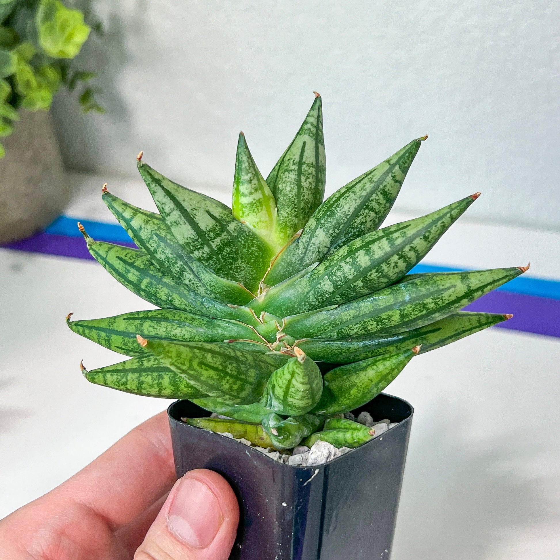 Sansevieria Ming Manee (#AC17) | Imported Snake Plant | 2" Pot