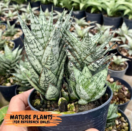 Sansevieria Margarita (#AC59) | Imported House Plants | 2" planter