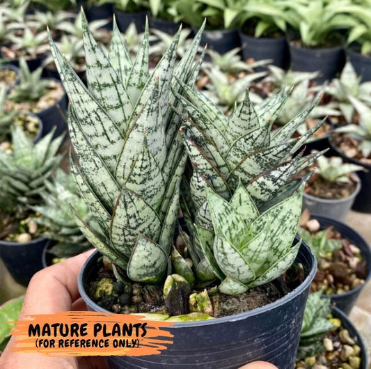 Sansevieria Margarita (#RA1) | Imported House Plants