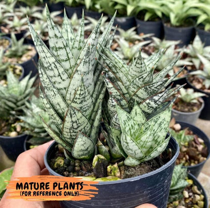 Sansevieria Margarita (17) | Imported House Plants