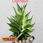 Sansevieria Olympus (#AC16) | Imported Snake plant | 2" Pots